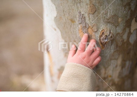 木を触る子供の手 木を触る子供の手 14270864