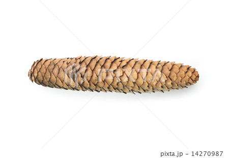 Raw spruce cone. Isolated Raw spruce cone. Isolated 14270987