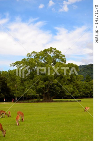 奈良公園の風景 14271170
