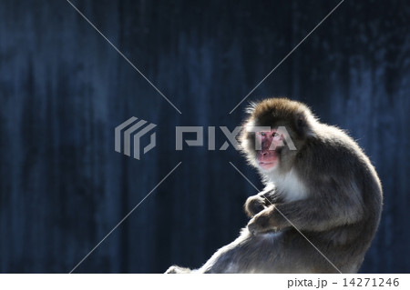 猿 猿 14271246