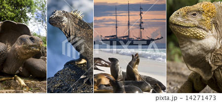 Galapagos Islands Wildlife 14271473
