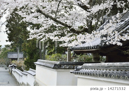 南禅寺の桜 14271532