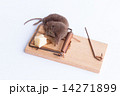 Dead Mouse in a Trap 14271899