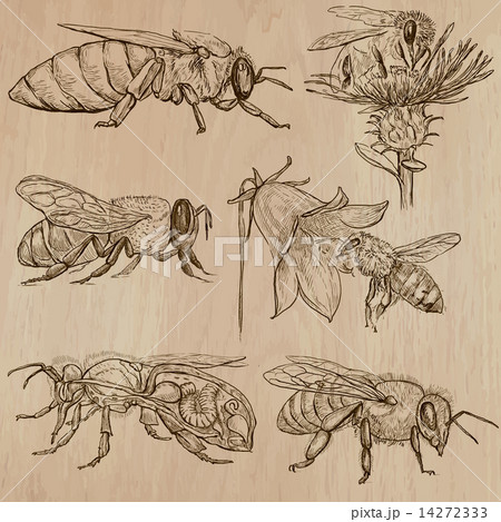 How to Draw a Bee - Create your own Bee Drawing
