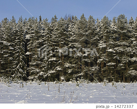 Edge of coniferous winter forest 14272337