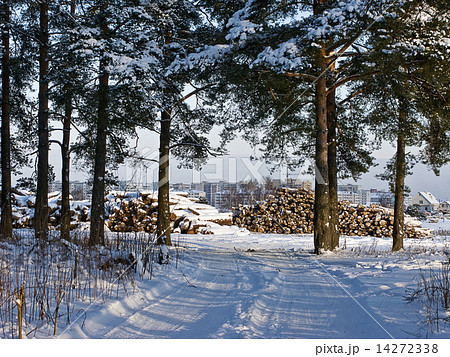 Stack of logs under snow at forest edge 14272338