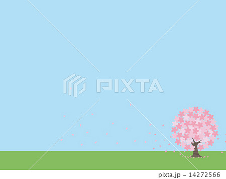 桜の木 14272566