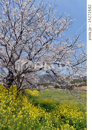 菜の花畑と桜 14272682
