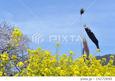 菜の花畑と鯉のぼり 14272690