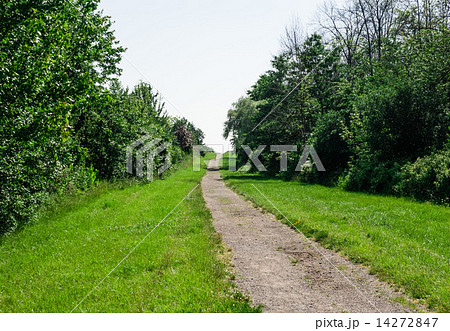 Dirt path through trees and grass Dirt path through trees and grass 14272847