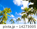 ハワイの空とヤシの木 14273005