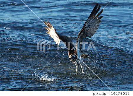 ミサゴ ミサゴ 14273015