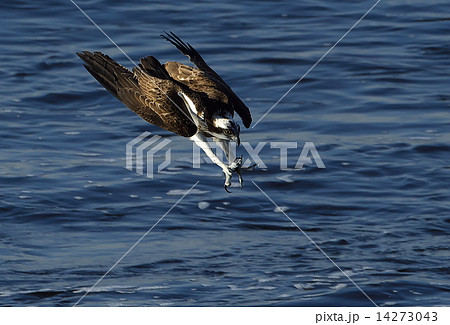 ミサゴ ミサゴ 14273043