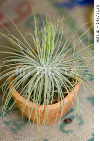 エアプランツ 14273125