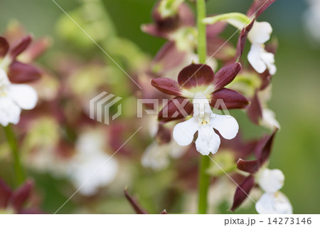 エビネの花 14273146