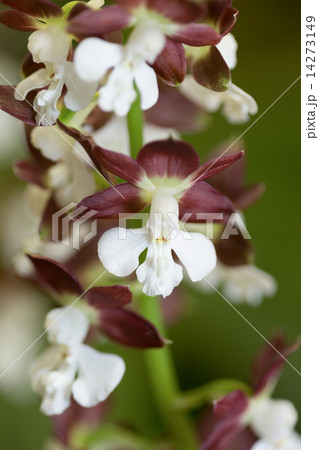 エビネの花 14273149