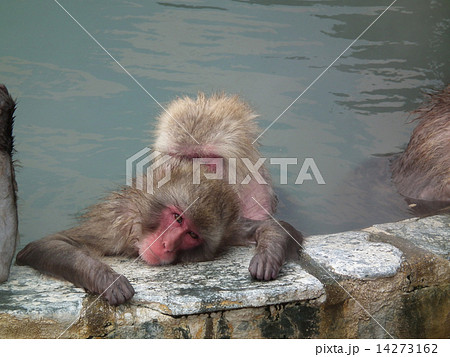 さる 温泉 さる 温泉 14273162
