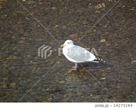 うみねこ 14273164