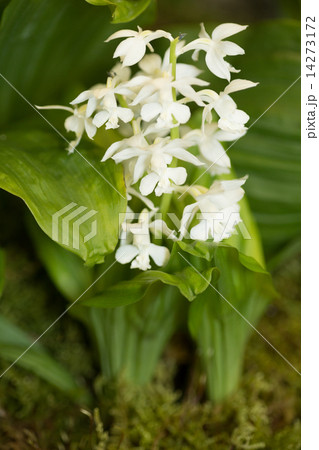 エビネの花 14273172