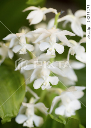 エビネの花 14273173