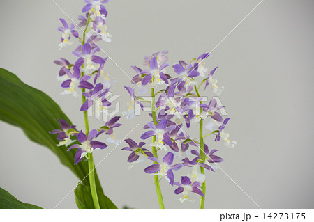 エビネの花 14273175