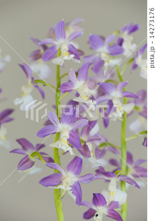 エビネの花 エビネの花 14273176