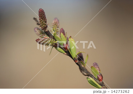 自然　植物　カワヤナギ（雌株）、花が咲き始めました。地味な花です 14273262