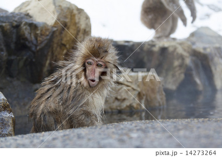 地獄谷野猿公苑の子猿 14273264