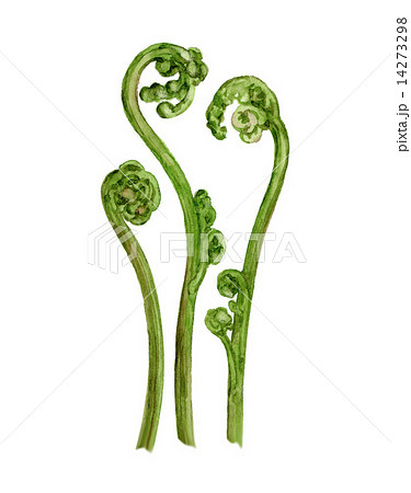 わらび　水彩イラスト 14273298