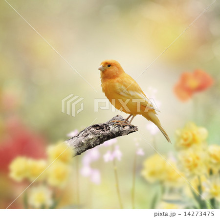 Yellow Bird Yellow Bird 14273475