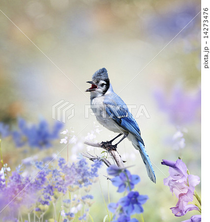 Blue Jay In The Garden Blue Jay In The Garden 14273476