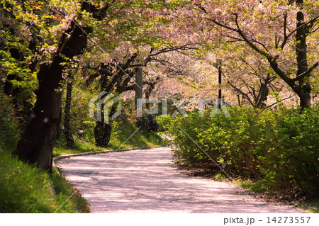 秋田県にかほ市金浦　桜の名所勢至公園　桜吹雪舞う桜のじゅうたんの道 14273557