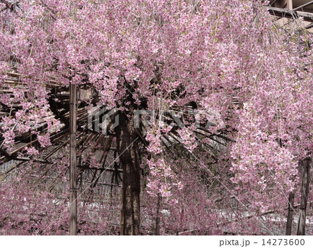 日本 京都(六角堂の枝垂れ桜) 日本 京都(六角堂の枝垂れ桜) 14273600