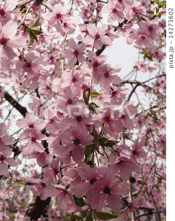 日本 京都(六角堂の枝垂れ桜) 日本 京都(六角堂の枝垂れ桜) 14273602