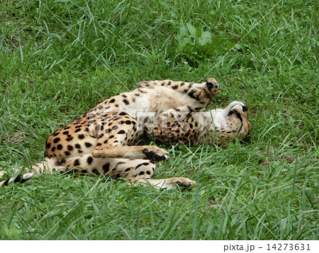 寝返りチーター 14273631