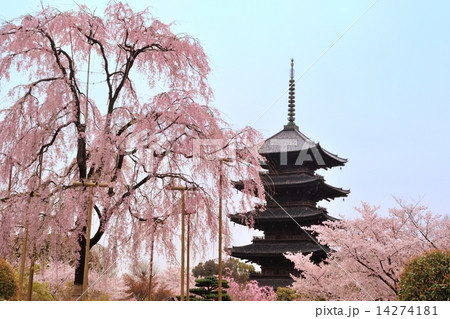 京都東寺の満開の桜　五重塔 14274181