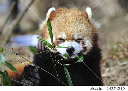 レッサーパンダ 14274210