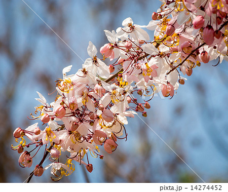 Wishing Tree, Pink Showe, Cassia Bakeriana Craib 14274452