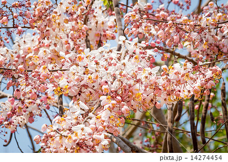 Wishing Tree, Pink Showe, Cassia Bakeriana Craib 14274454