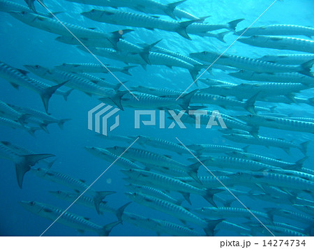 整然と並んで泳ぐバラクーダの群れ 整然と並んで泳ぐバラクーダの群れ 14274734
