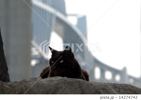 猫とゲートブリッジ 14274742