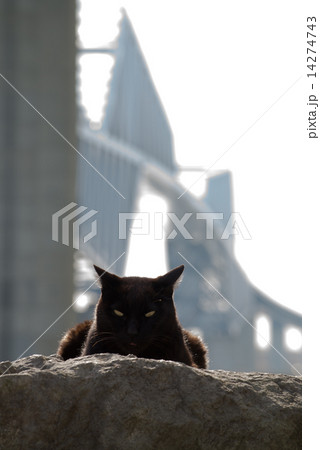 猫とゲートブリッジ 猫とゲートブリッジ 14274743