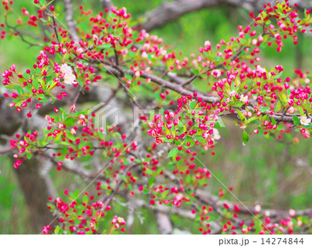 ズミの蕾 14274844