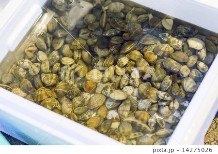 あさり 14275026