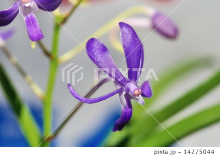 アスコフィネチア・チェリーブロッサム アスコフィネチア・チェリーブロッサム 14275044