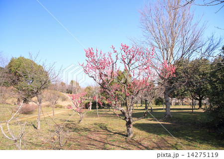 冬の公園 14275119