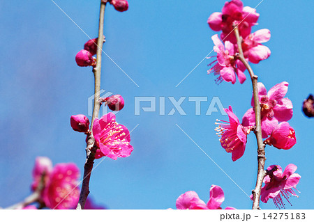 舎人公園の紅梅と青っぞら 舎人公園の紅梅と青っぞら 14275183