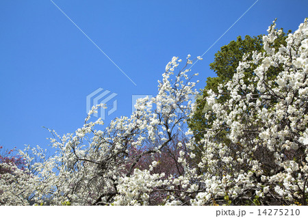 信州伊那梅苑 信州伊那梅苑 14275210