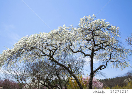 信州伊那梅苑 14275214