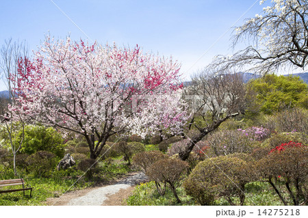 信州伊那梅苑 14275218